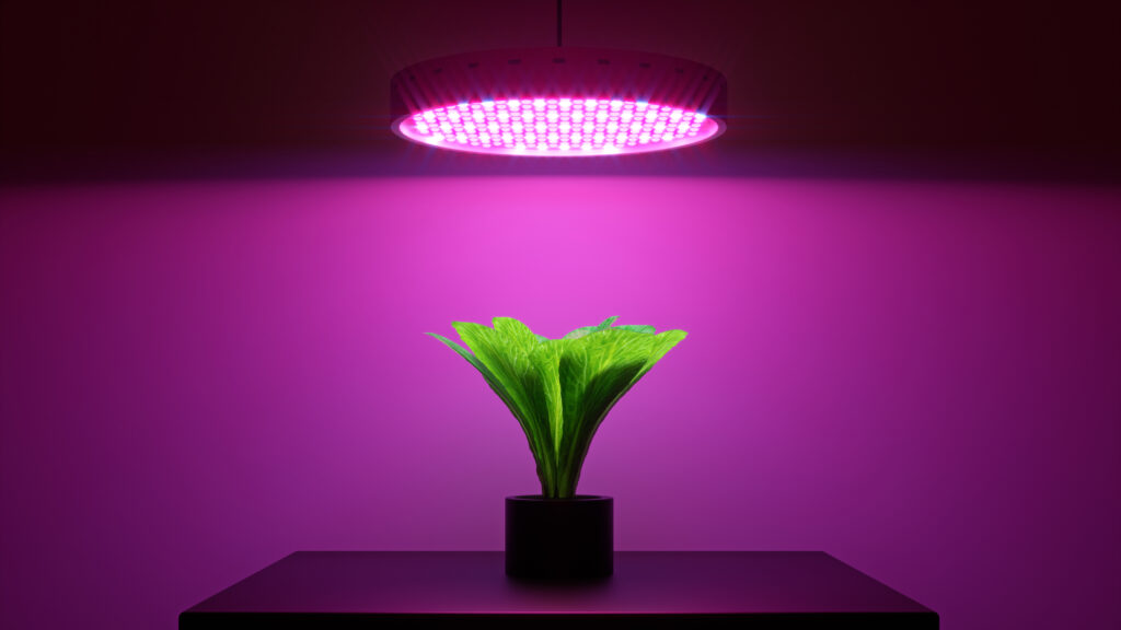 Green salad plant under LED grow light 3d illustration